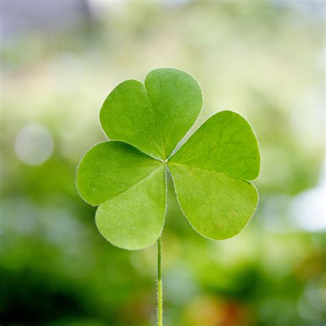The clover - 6 days ago · Facts and Myths About Four-Leaf Clover. Fact: Each clover leaf represents faith, hope, luck, and love. Myth: Eve plucked a four-leaf clover and carried it with her out of the Garden of Eden. Fact: The term "luck of the Irish" is related to four-leaf clovers growing abundantly in Ireland. Myth: Children in the Middle Ages thought carrying a four ... 